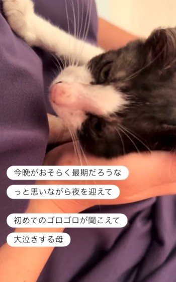 今晩がおそらく最期だろうなと思っていたら…ゴロゴロ喉を鳴らす音が聞こえてきたという（「パンちゃんママ」さん提供、Instagramよりキャプチャ撮影）