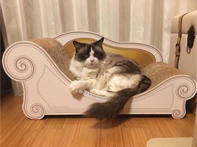 同居猫たちとのケンカには負けニャイわよ　ラグドール「リン」