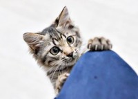 保護から1カ月、やんちゃな一面が見られるようになったルナちゃん（画像提供：なちゅふぉとさん）