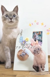 アクリルグッズを作ってもらったというつなちゃん（飼い主さん提供、Instagramよりキャプチャ撮影）