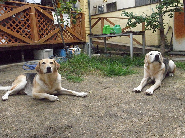 いつもこの庭で、犬仲間と遊ぶ