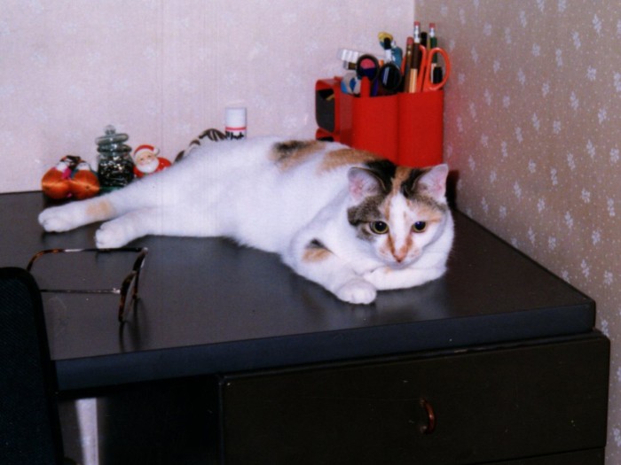 かわいいオイデ