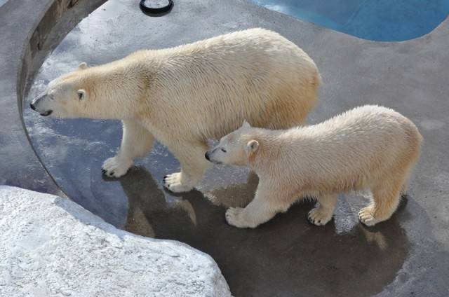 たまには真っ白「クルミルク」＝2013年12月 男鹿水族館GAO提供