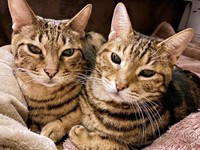 11歳を迎えた（左から）はらみさんとかるびさん（画像提供：べじたりあん。）