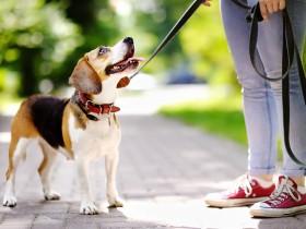 悪いのは犬ではない！　飼い主が気をつけよう、お散歩マナー［リード・排泄編］