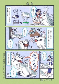 （漫画「デカい狼犬との日常」より／提供：riyaさん）