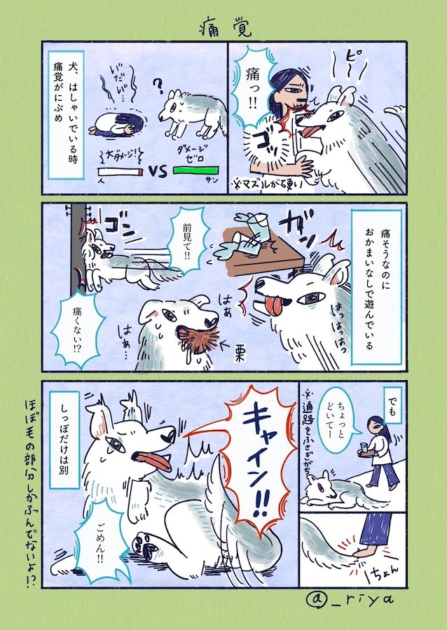 （漫画「デカい狼犬との日常」より／提供：riyaさん）