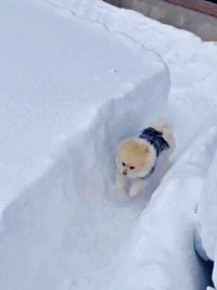 無限ドッグランに降り立ったアポさん（画像提供：APO（ポメラニアン）さん）