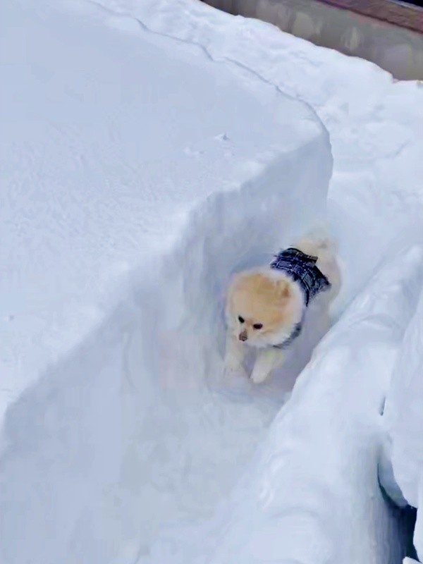 無限ドッグランに降り立ったアポさん（画像提供：APO（ポメラニアン）さん）