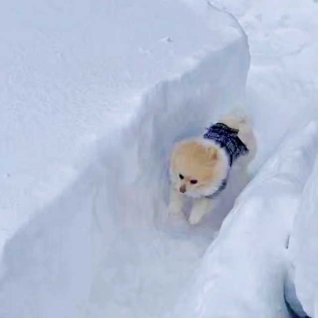 無限ドッグランに降り立ったアポさん（画像提供：APO（ポメラニアン）さん）