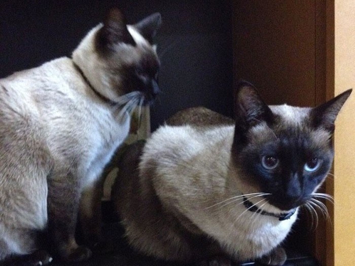 どっちが僕でしょう