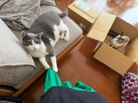 同居猫ちゃんのくうすけくん（提供：せこなおさん）