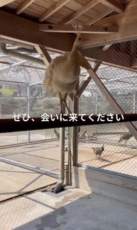 元気に成長している姿／長崎県川棚町公式アカウント（@kawatana_official）提供