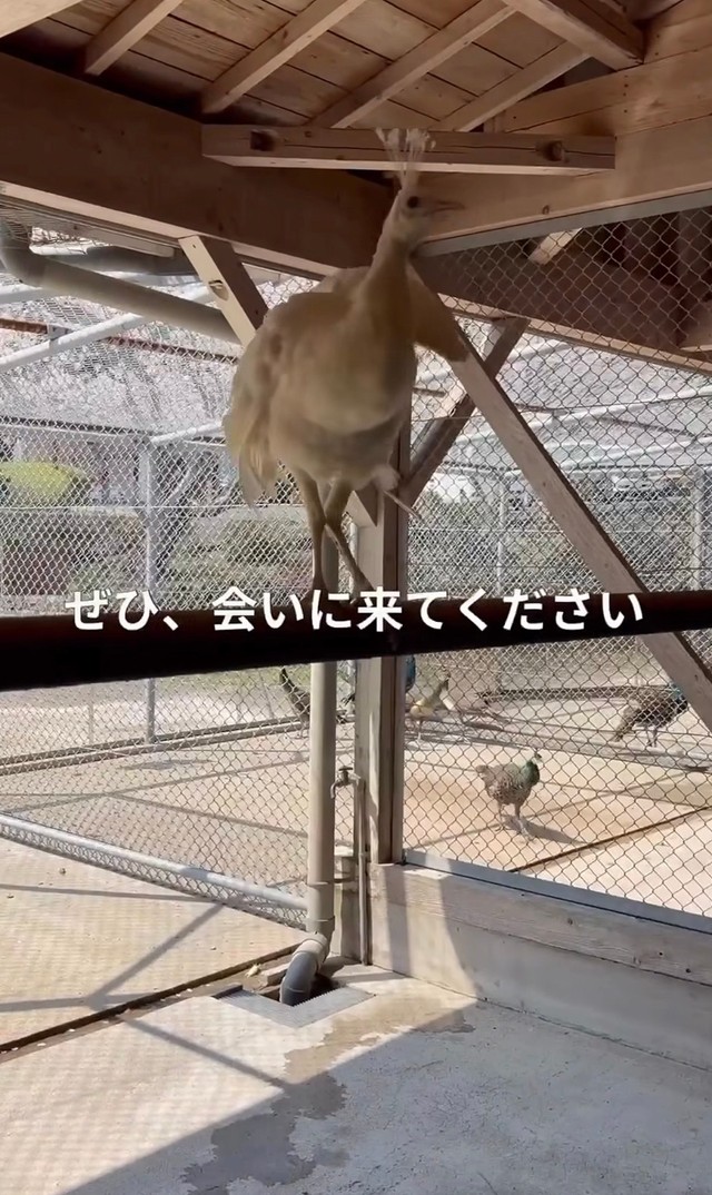元気に成長している姿／長崎県川棚町公式アカウント（@kawatana_official）提供