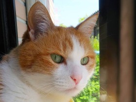 福より丸々と幸せになりますようにと願いを込めて　ツンデレ猫の「ぷくにゃん」