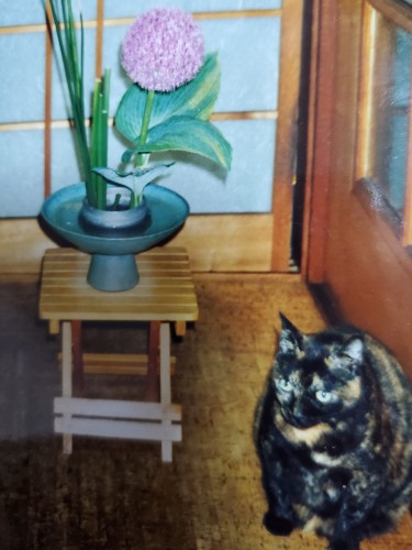 熊みたいなチビちゃん。友香子さんは生けた花と猫の写真をよく送ってくれました（友香子さん提供）