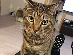 ごはんとおやつはお手するよ　食いしん坊なキジトラ「そうた」