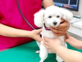 愛犬・愛猫の健康診断のススメ　若いうちは年１回、７歳になったら半年に１回