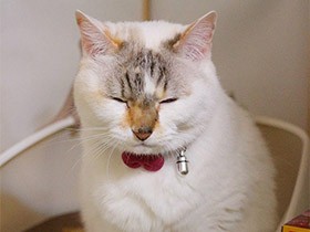 顔のギャップがすごいミックス猫「ちろさん」　イヤーンと鳴くよ