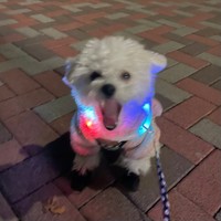 夜のパトロール完了！＝モジャさん（@moja_inu_tokyo）提供