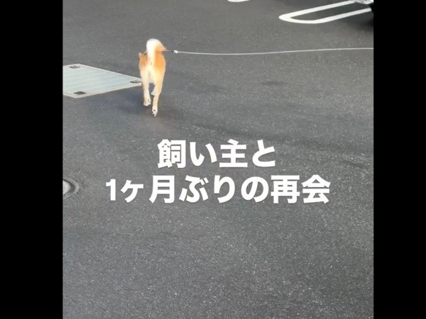 一瞬、振り返るも飼い主さんにまだ気づかない琴ちゃん（画像提供：Yastinさん）