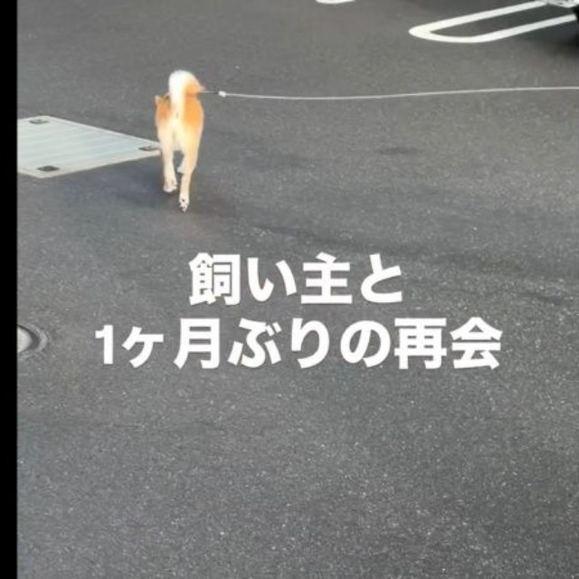 一瞬、振り返るも飼い主さんにまだ気づかない琴ちゃん（画像提供：Yastinさん）