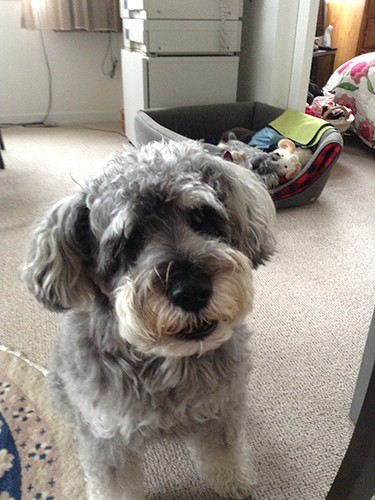 ちょっと眠たげなハッピーくん、「もう寝てもいいかなあ？」と話しかけてるよう（睦深さん提供）