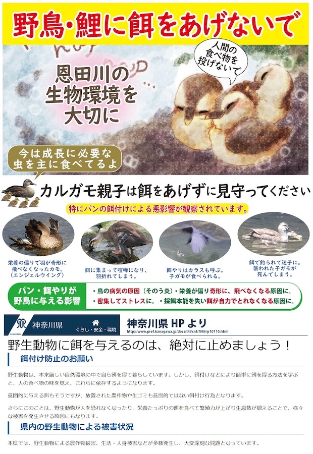 手を出すと生態系が壊れることを忘れないで。「野生動物は手を出さずに見守って…」（提供：mochi(o さん）