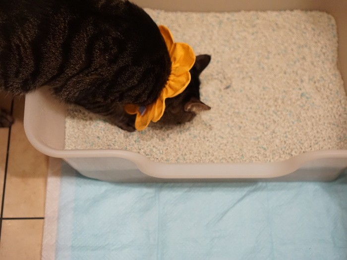 「ねえママ、飛び散りがいやなら深い形のにしたら？置く場がない？」