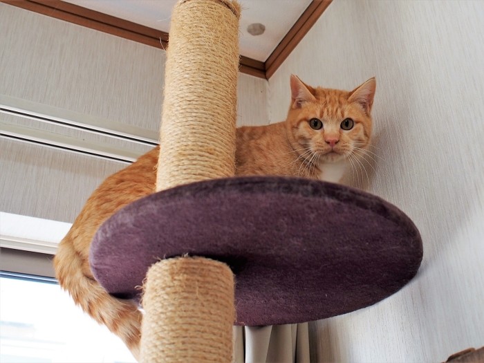 取材時は、ビビって高いところに逃げた