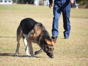 臭いかぎ分け、めざせ警察犬　香川で競技会