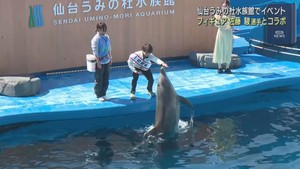 フィギュアスケート佐藤駿選手が１日館長　仙台うみの杜水族館でコラボイベント