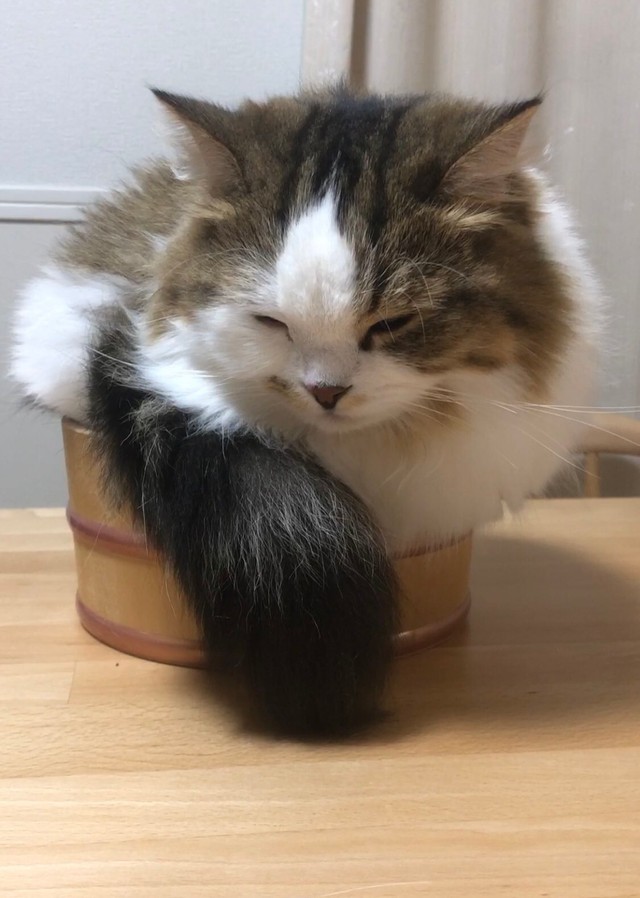 正面からの写真がこちら。桶に入っていました（提供：✳︎なごみ処✳︎あずきち&こむぎさん）