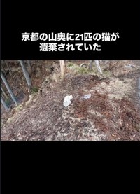 京都の山奥に21匹の猫が遺棄されていたという（「ねこから目線。」さん提供、Instagramよりキャプチャ撮影）