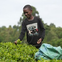 「家族支えるため」ケニアの茶畑で働く子どもたち　植民地時代から続く構図