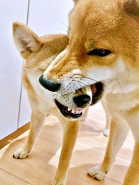お口のケア中、ワンプロに発展した（左から）妹・ななちゃん、兄・ふぅくん（画像提供：なつポょさん）