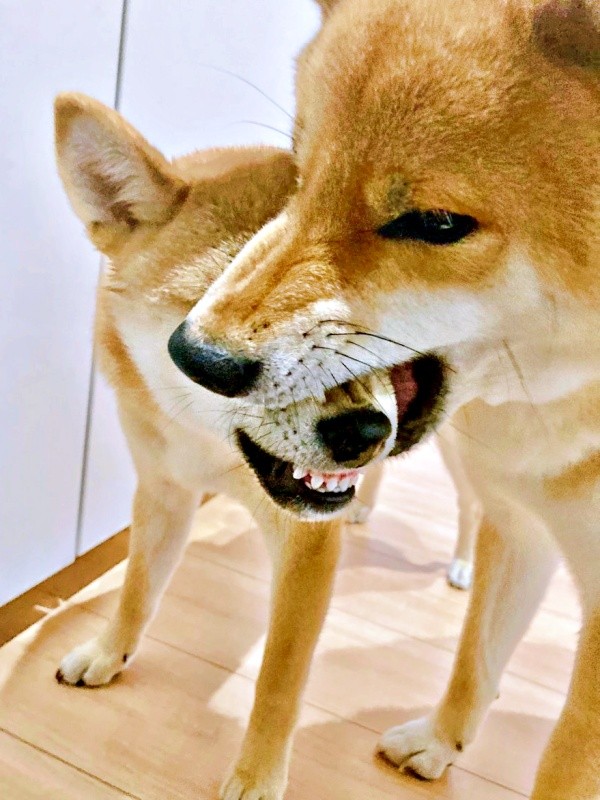 お口のケア中、ワンプロに発展した（左から）妹・ななちゃん、兄・ふぅくん（画像提供：なつポょさん）