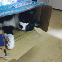 お気に入りの箱に入って