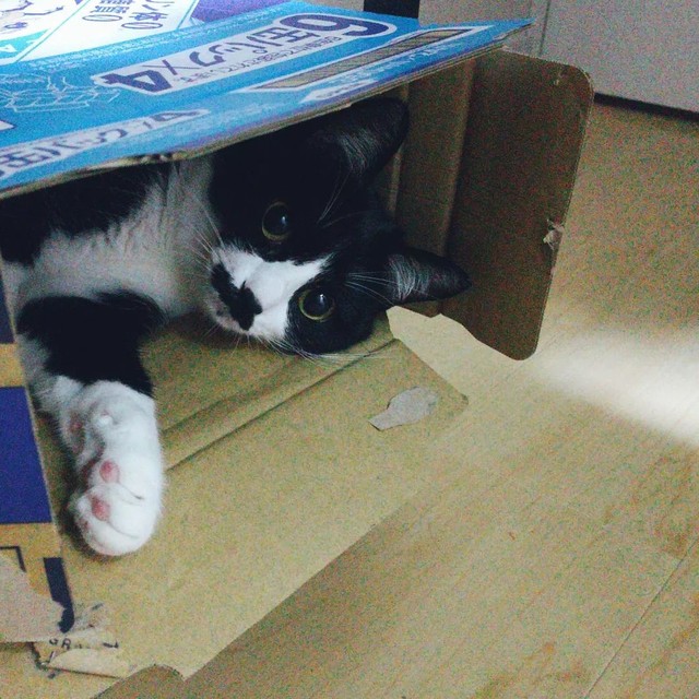 お気に入りの箱に入って