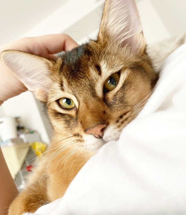 子猫時代、パパに抱っこされてご満悦な瑠偉ちゃん（画像提供：うにねこさん）