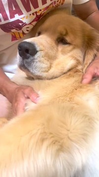 「家族に甘やかされているせいか、とってもカマチョです」という、甘えん坊のポチタくん（動画からキャプチャー／提供：yukkoさん）