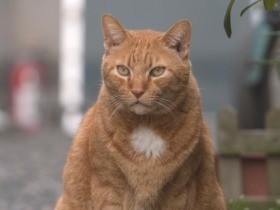 かつてはどの町にも猫がいて、みな寛容だった　時代写した写真集