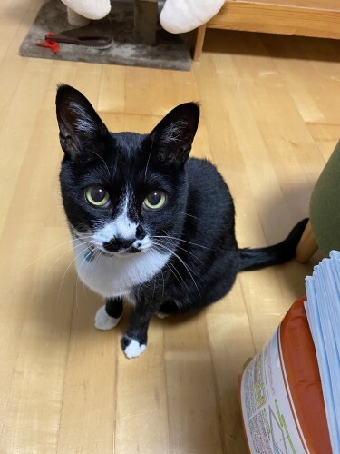 ちょびヒゲがチャームポイントの雷くん