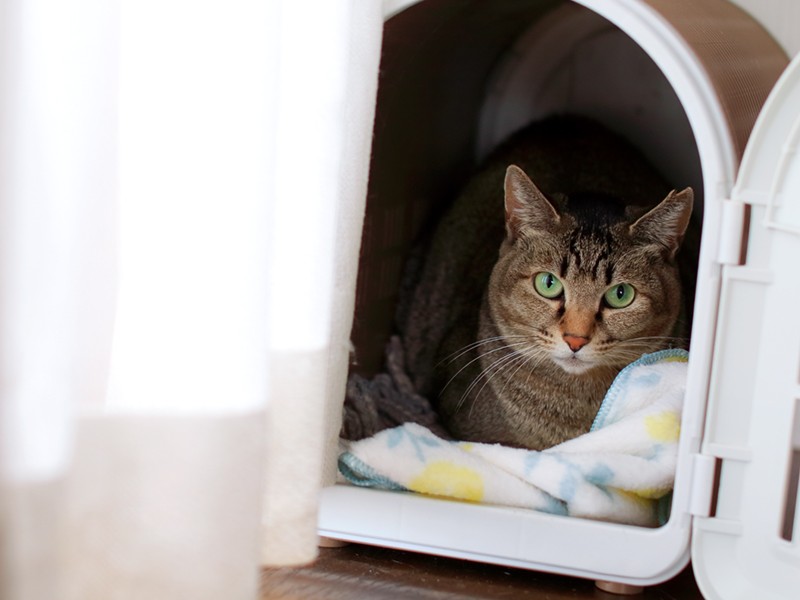 来客はちょっと苦手？睦（むつ）を遠目からパチリ。
※キジトラのミミだけ撮れず…、まだまだ修行が足りませんなぁ。