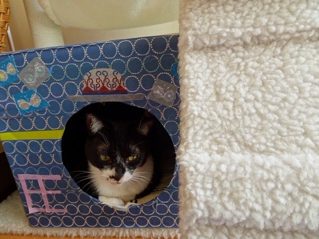 お気に入りのハウスに籠城中？