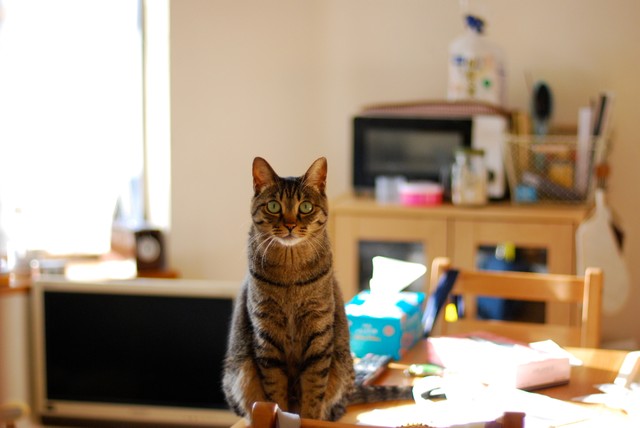 ぼくはいじめるつもりはないんだ。遊んでほしいだけ