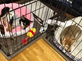 ハイパーな赤柴、キレる黒柴　家族全員を血祭りに、前途多難な多頭生活