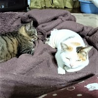 ちゃん子ちゃん（左）とミー子ちゃんは大の仲良し！追っかけっこをしたり一緒に寝たり