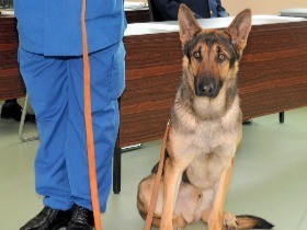 靴下のにおいで行方不明者を発見！　シェパードの警察犬