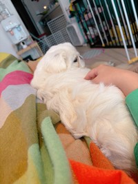 飼い主さんに添い寝するちゃむちゃむくん、あたたかそうなマルチカラーのケットも素敵ですね！（画像提供：賢犬ちゃむちゃむさん）